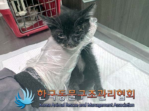 종료(자연사) 한국…